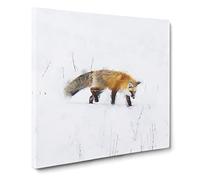 Red Fox Prowling in Wyoming Canvas Print | Gallery Wrapped 30mm Frame Wall Art | 14x14 inches | Ready to Hang | Modern Animals Picture | Living Room Bedroom Lounge Office