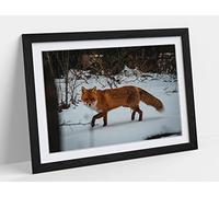 Red Fox Snowy Lands, Wildlife Photograpy Framed Wall Art Print Picture - A2 - Black Frame