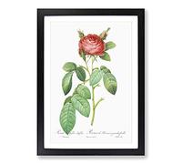 Red Gallic Rose by Pierre-Joseph Redoute Framed Print | A2 Black Framed Wall Art | Ready to Hang | Modern Floral Picture | Living Room Bedroom Lounge Office