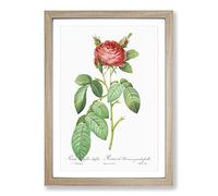 Red Gallic Rose by Pierre-Joseph Redoute Framed Print | A2 Oak Framed Wall Art | Ready to Hang | Modern Floral Picture | Living Room Bedroom Lounge Office