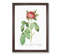 Red Gallic Rose by Pierre-Joseph Redoute Framed Print | A2 Walnut Framed Wall Art | Ready to Hang | Modern Floral Picture | Living Room Bedroom Lounge Office