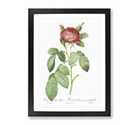 Red Gallic Rose By Pierre Joseph Redoute Vintage Framed Print | A4 Black Framed Wall Art | Ready to Hang | Classic Floral Picture | Living Room Bedroom Lounge Office