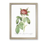 Red Gallic Rose By Pierre Joseph Redoute Vintage Framed Print | A4 Oak Framed Wall Art | Ready to Hang | Classic Floral Picture | Living Room Bedroom Lounge Office