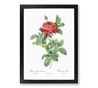 Red Gallic Roses by Pierre-Joseph Redoute Framed Print | A2 Black Framed Wall Art | Ready to Hang | Modern Nature Picture | Living Room Bedroom Lounge Office
