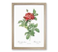 Red Gallic Roses by Pierre-Joseph Redoute Framed Print | A2 Oak Framed Wall Art | Ready to Hang | Modern Nature Picture | Living Room Bedroom Lounge Office