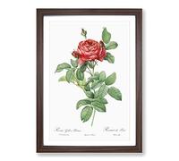 Red Gallic Roses by Pierre-Joseph Redoute Framed Print | A2 Walnut Framed Wall Art | Ready to Hang | Modern Nature Picture | Living Room Bedroom Lounge Office