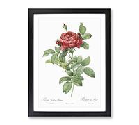 Red Gallic Roses By Pierre Joseph Redoute Vintage Framed Print | A2 Black Framed Wall Art | Ready to Hang | Classic Nature Picture | Living Room Bedroom Lounge Office