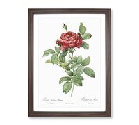 Red Gallic Roses By Pierre Joseph Redoute Vintage Framed Print | A4 Walnut Framed Wall Art | Ready to Hang | Classic Nature Picture | Living Room Bedroom Lounge Office