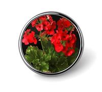 Red Geraniums Round Badge Pin, 1 Inch Durable Non-Fading Lapel Pin, Versatile Metal Button Badges, Lightweight Decorative Brooch for Clothing Accessories Personalized Gifts