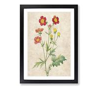 Red Geum Flowers by Pierre-Joseph Redoute Framed Print | A2 Black Framed Wall Art | Ready to Hang | Modern Floral Picture | Living Room Bedroom Lounge Office