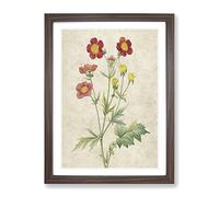 Red Geum Flowers By Pierre Joseph Redoute Vintage Framed Print | A3 Walnut Framed Wall Art | Ready to Hang | Classic Floral Picture | Living Room Bedroom Lounge Office