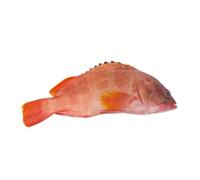 Red Grouper Box 15kg - Premium Whole Fish for Restaurants & Catering