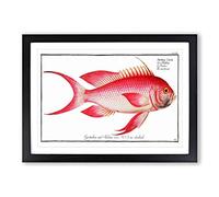 Red Grunt Fish by M.E. Bloch Framed Print | A2 Black Framed Wall Art | Ready to Hang | Modern Animal Picture | Living Room Bedroom Lounge Office