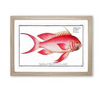 Red Grunt Fish by M.E. Bloch Framed Print | A2 Oak Framed Wall Art | Ready to Hang | Modern Animal Picture | Living Room Bedroom Lounge Office