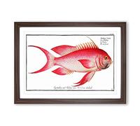 Red Grunt Fish by M.E. Bloch Framed Print | A2 Walnut Framed Wall Art | Ready to Hang | Modern Animal Picture | Living Room Bedroom Lounge Office