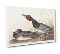 Red Headed Duck By John James Audubon Canvas Print | Gallery Wrapped 30mm Frame Wall Art | 24x16 inches | Ready to Hang | Retro Bird Picture | Living Room Bedroom Lounge Office