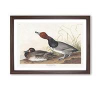 Red-Headed Duck by John James Audubon Framed Print | A2 Walnut Framed Wall Art | Ready to Hang | Modern Animal Picture | Living Room Bedroom Lounge Office