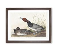 Red Headed Duck By John James Audubon Vintage Framed Print | A2 Walnut Framed Wall Art | Ready to Hang | Classic Animal Picture | Living Room Bedroom Lounge Office