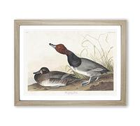 Red Headed Duck By John James Audubon Vintage Framed Print | A4 Oak Framed Wall Art | Ready to Hang | Classic Animal Picture | Living Room Bedroom Lounge Office