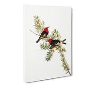 Red Headed Honeyeater Birds By Elizabeth Gould Canvas Print | Gallery Wrapped 30mm Frame Wall Art | 24x16 inches | Ready to Hang | Retro Bird Picture | Living Room Bedroom Lounge Office