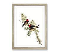 Red Headed Honeyeater Birds By Elizabeth Gould Vintage Framed Print | A2 Oak Framed Wall Art | Ready to Hang | Classic Nature Picture | Living Room Bedroom Lounge Office