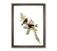 Red Headed Honeyeater Birds By Elizabeth Gould Vintage Framed Print | A3 Walnut Framed Wall Art | Ready to Hang | Classic Nature Picture | Living Room Bedroom Lounge Office