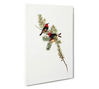 Red-Headed Honeyeaters by Elizabeth Gould Canvas Print | Gallery Wrapped 30mm Frame Wall Art | 30x20 inches | Ready to Hang | Modern Picture | Living Room Bedroom Lounge Office