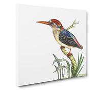 Red headed Kingfisher Bird by George Shaw Canvas Print | Gallery Wrapped 30mm Frame Wall Art | 14x14 inches | Ready to Hang | Retro Animals Picture | Living Room Bedroom Lounge Office
