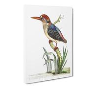 Red Headed Kingfisher By George Shaw Canvas Print | Gallery Wrapped 30mm Frame Wall Art | 30x20 inches | Ready to Hang | Retro Bird Picture | Living Room Bedroom Lounge Office