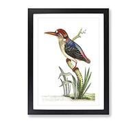 Red Headed Kingfisher By George Shaw Vintage Framed Print | A2 Black Framed Wall Art | Ready to Hang | Classic Nature Picture | Living Room Bedroom Lounge Office