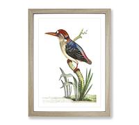 Red Headed Kingfisher By George Shaw Vintage Framed Print | A3 Oak Framed Wall Art | Ready to Hang | Classic Nature Picture | Living Room Bedroom Lounge Office