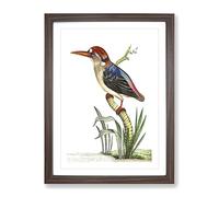Red Headed Kingfisher By George Shaw Vintage Framed Print | A3 Walnut Framed Wall Art | Ready to Hang | Classic Nature Picture | Living Room Bedroom Lounge Office