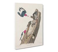 Red Headed Woodpeckers By John James Audubon Canvas Print | Gallery Wrapped 30mm Frame Wall Art | 20x14 inches | Ready to Hang | Retro Picture | Living Room Bedroom Lounge Office