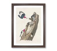 Red Headed Woodpeckers By John James Audubon Vintage Framed Print | A2 Walnut Framed Wall Art | Ready to Hang | Classic Animal Picture | Living Room Bedroom Lounge Office
