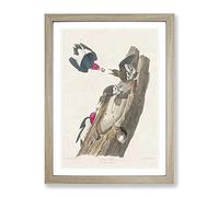 Red Headed Woodpeckers By John James Audubon Vintage Framed Print | A3 Oak Framed Wall Art | Ready to Hang | Classic Animal Picture | Living Room Bedroom Lounge Office
