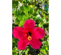 Red Hibiscus Flower Floral Journal: 6x9 Inch Lined Notebook, 120 Pages, Blank Cover No Text, Tropical Flower Aesthetic Cover: A Beautiful Minimalist ... for Creative Writing and Daily Inspiration