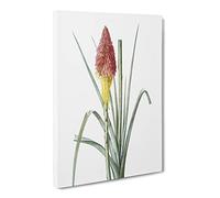 Red Hot Poker Flower By Pierre Joseph Redoute Canvas Print | Gallery Wrapped 30mm Frame Wall Art | 20x14 inches | Ready to Hang | Retro Floral Picture | Living Room Bedroom Lounge Office