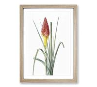 Red Hot Poker Flower by Pierre-Joseph Redoute Framed Print | A2 Oak Framed Wall Art | Ready to Hang | Modern Floral Picture | Living Room Bedroom Lounge Office