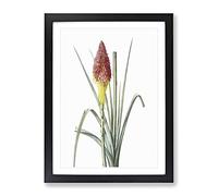 Red Hot Poker Flower By Pierre Joseph Redoute Vintage Framed Print | A2 Black Framed Wall Art | Ready to Hang | Classic Floral Picture | Living Room Bedroom Lounge Office