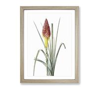 Red Hot Poker Flower By Pierre Joseph Redoute Vintage Framed Print | A2 Oak Framed Wall Art | Ready to Hang | Classic Floral Picture | Living Room Bedroom Lounge Office