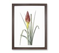 Red Hot Poker Flower By Pierre Joseph Redoute Vintage Framed Print | A4 Walnut Framed Wall Art | Ready to Hang | Classic Floral Picture | Living Room Bedroom Lounge Office