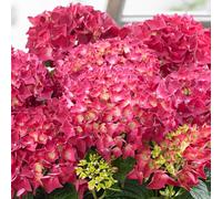 (Red) Hydrangea Garden Shrub Collection | Deciduous Vibrant Potted Plants | 30 - 50Cm