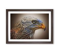 Red Kite Bird Framed Print | A2 Walnut Framed Wall Art | Ready to Hang | Modern Nature Picture | Living Room Bedroom Lounge Office
