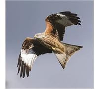 Red Kite In Flight Sound Greeting Card Any Occasion Call Of The Wild Cards RWUK7023