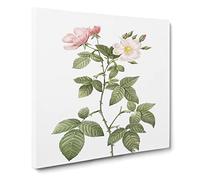 Red leaf Rose in Bloom by Pierre Joseph Redoute Canvas Print | Gallery Wrapped 30mm Frame Wall Art | 14x14 inches | Ready to Hang | Retro Floral Picture | Living Room Bedroom Lounge Office