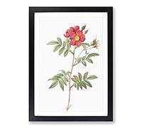 Red-leaved Rose by Pierre-Joseph Redoute Framed Print | A2 Black Framed Wall Art | Ready to Hang | Modern Floral Picture | Living Room Bedroom Lounge Office