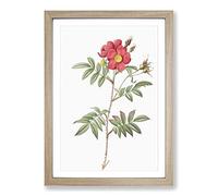Red-leaved Rose by Pierre-Joseph Redoute Framed Print | A2 Oak Framed Wall Art | Ready to Hang | Modern Floral Picture | Living Room Bedroom Lounge Office