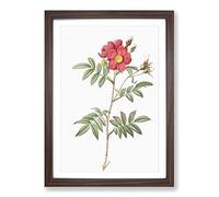 Red-leaved Rose by Pierre-Joseph Redoute Framed Print | A2 Walnut Framed Wall Art | Ready to Hang | Modern Floral Picture | Living Room Bedroom Lounge Office