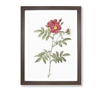 Red Leaved Rose By Pierre Joseph Redoute Vintage Framed Print | A4 Walnut Framed Wall Art | Ready to Hang | Classic Floral Picture | Living Room Bedroom Lounge Office