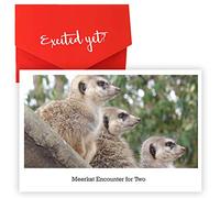 Red Letter Days Meerkat Encounter Experience Gift for 2 - Across UK Locations
